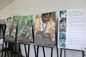 Birds-of-prey | Mapúa Malayan Colleges Mindanao Birds of prey